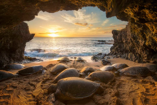 Hale Honu