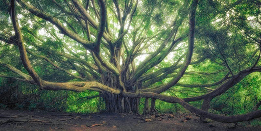 Banyan Bliss