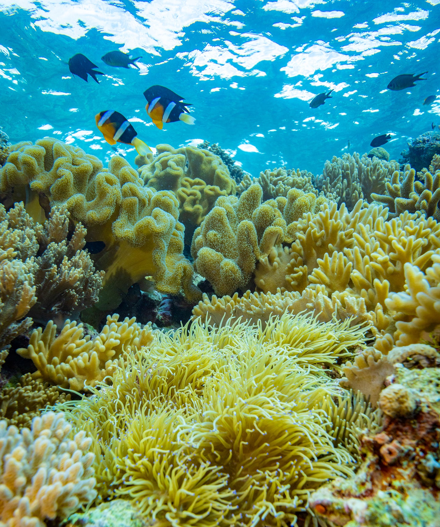 Shallow Reef