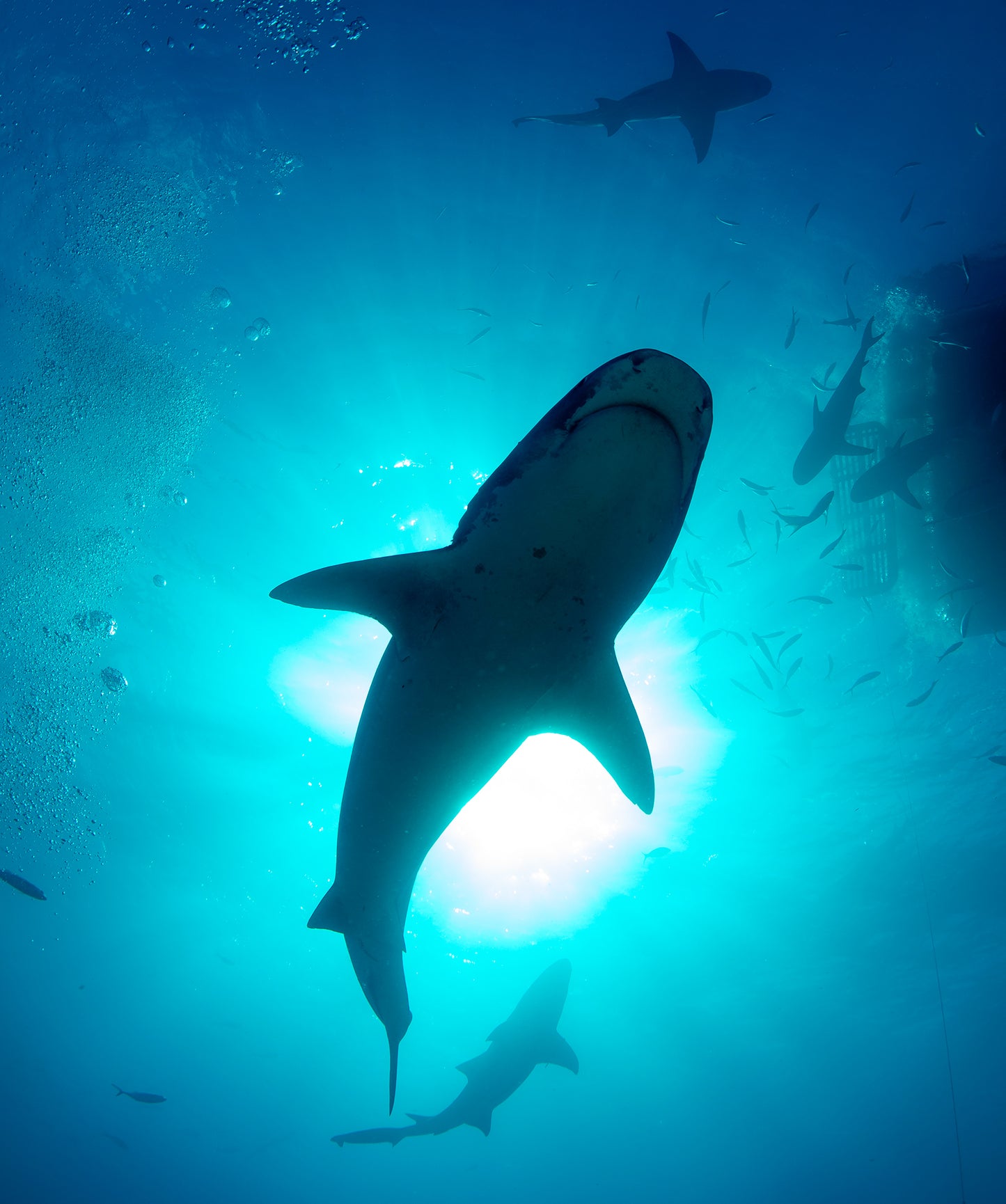 Shark Silhouette