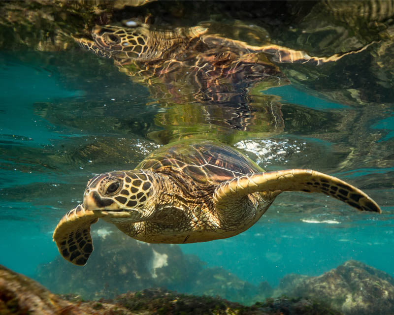 Honu Reflection