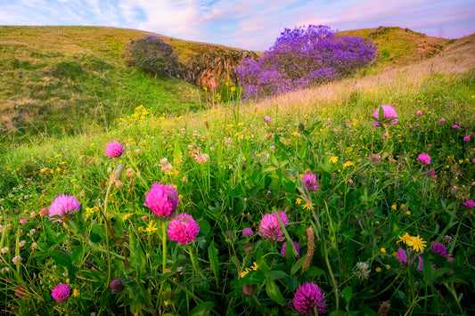 Kula Clover Field