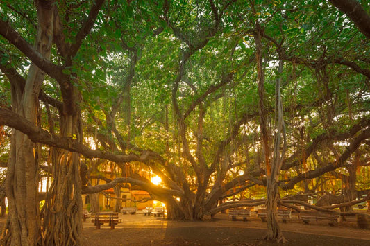 Banyan By The Sea