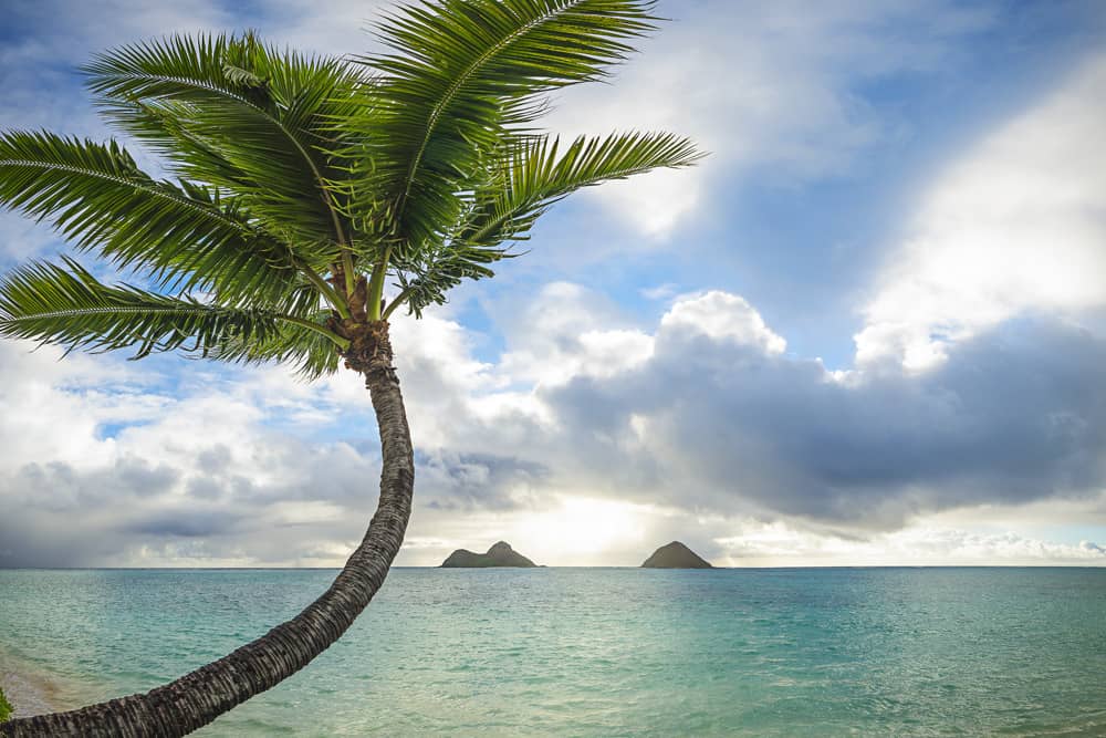 Lazy Palm