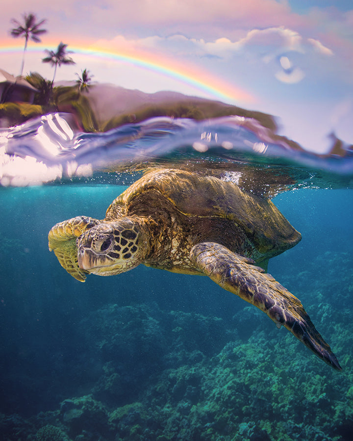 Honu Rainbow Split