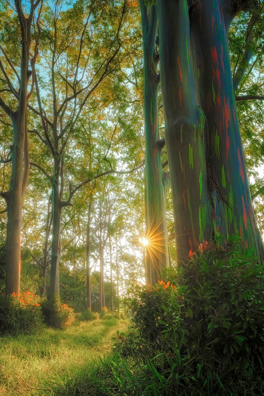 Rainbow Grove
