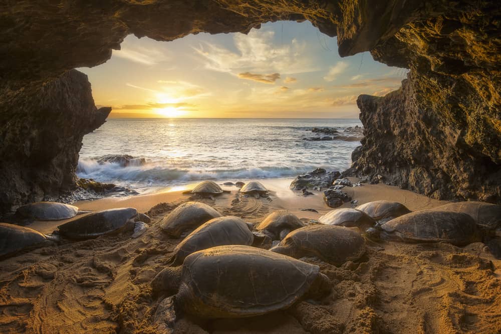 Hale Honu