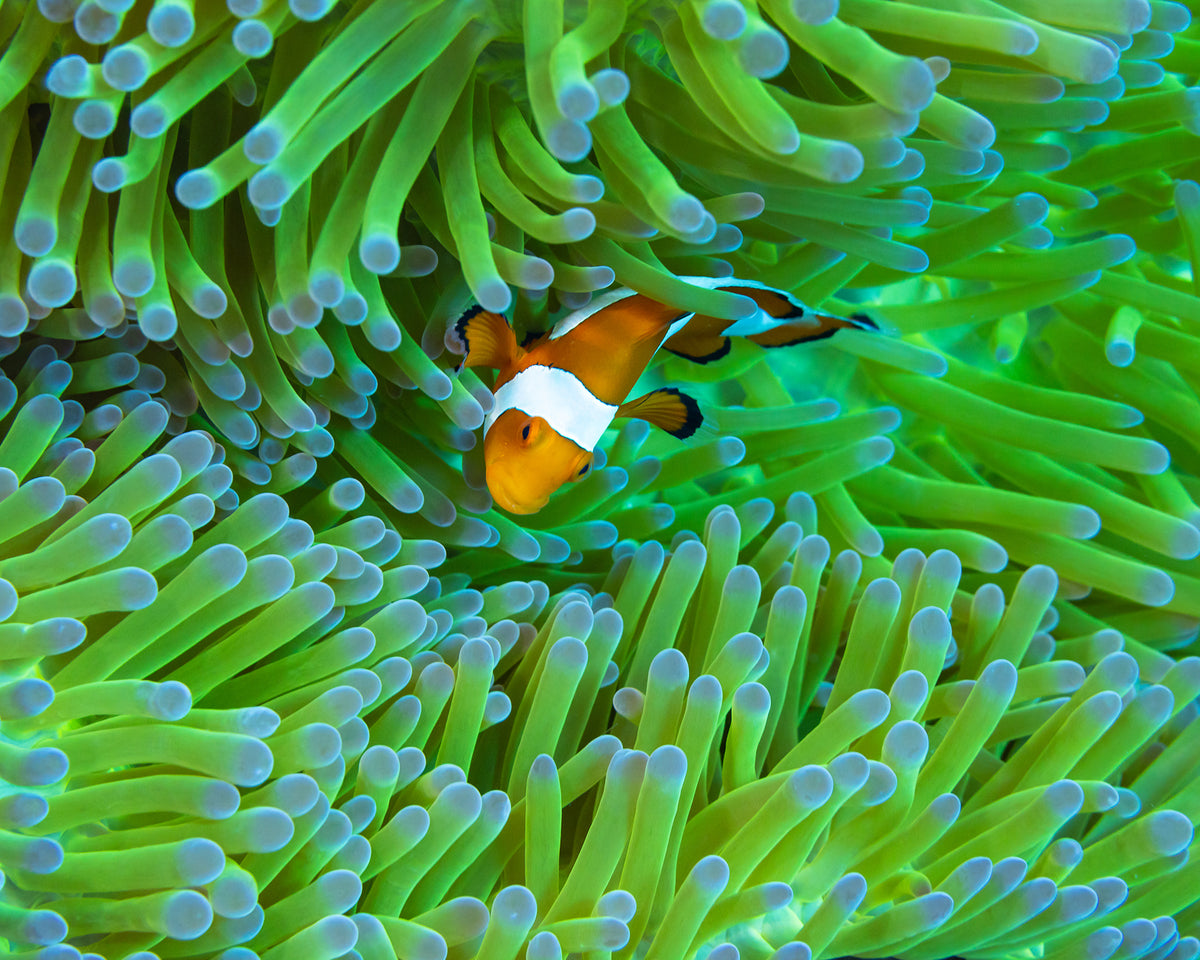 Green Anenome