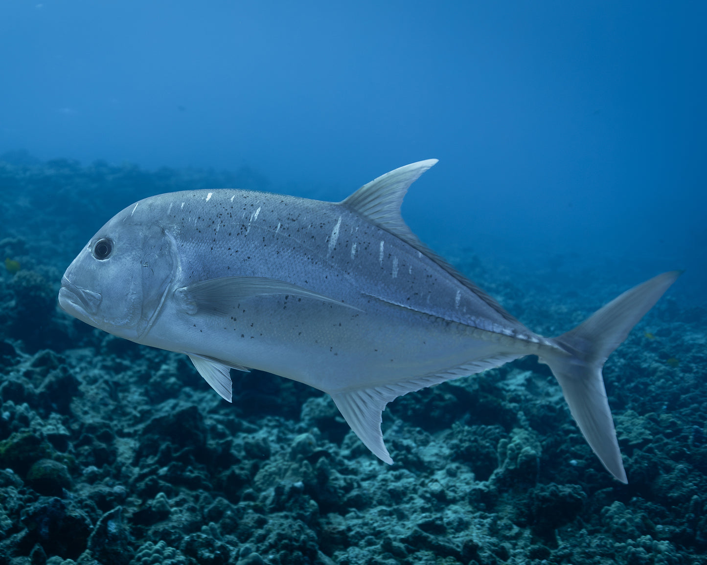 Molo Ulua