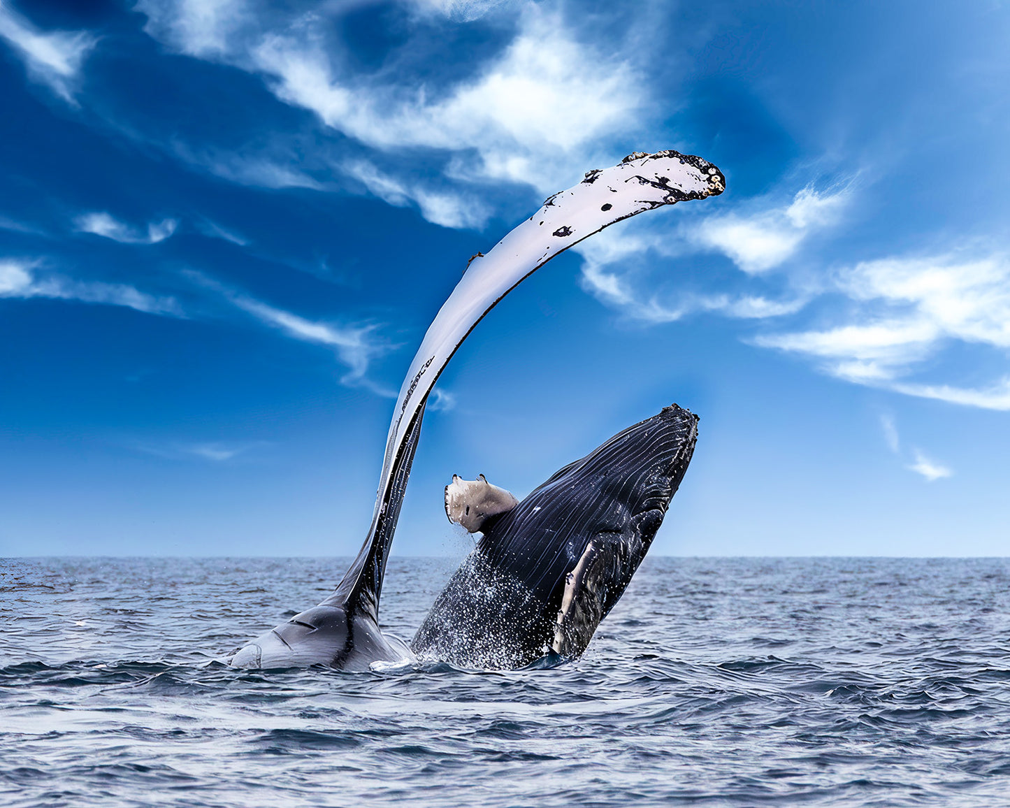 Flip & Flipper