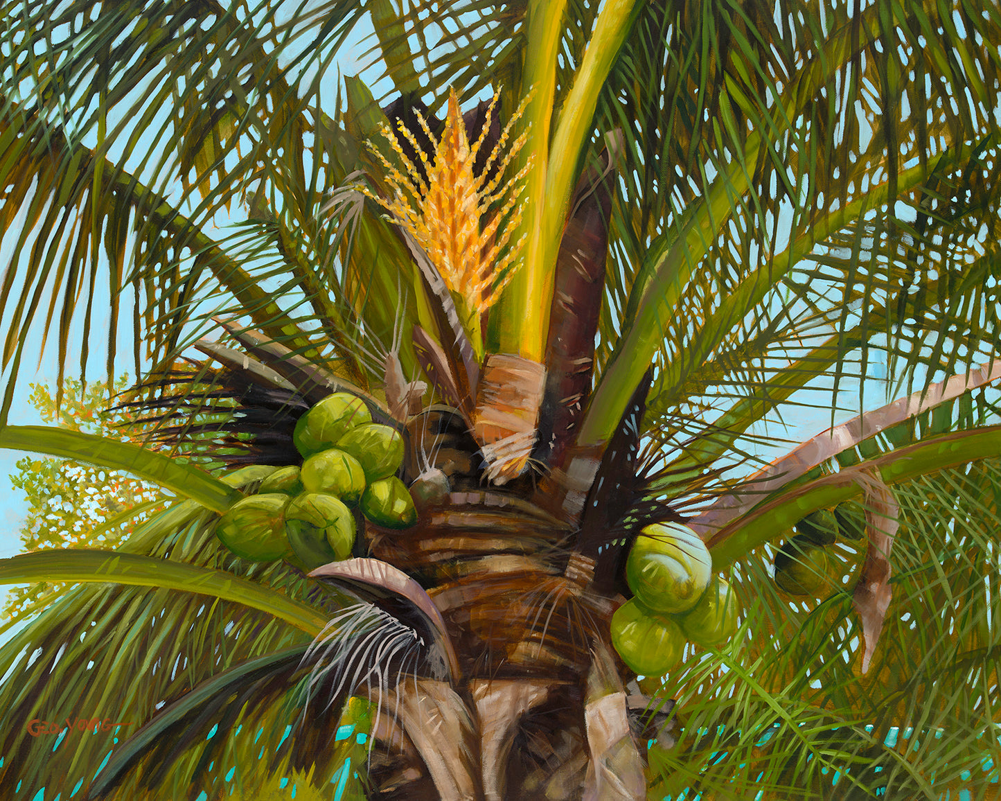 Coconut Palms