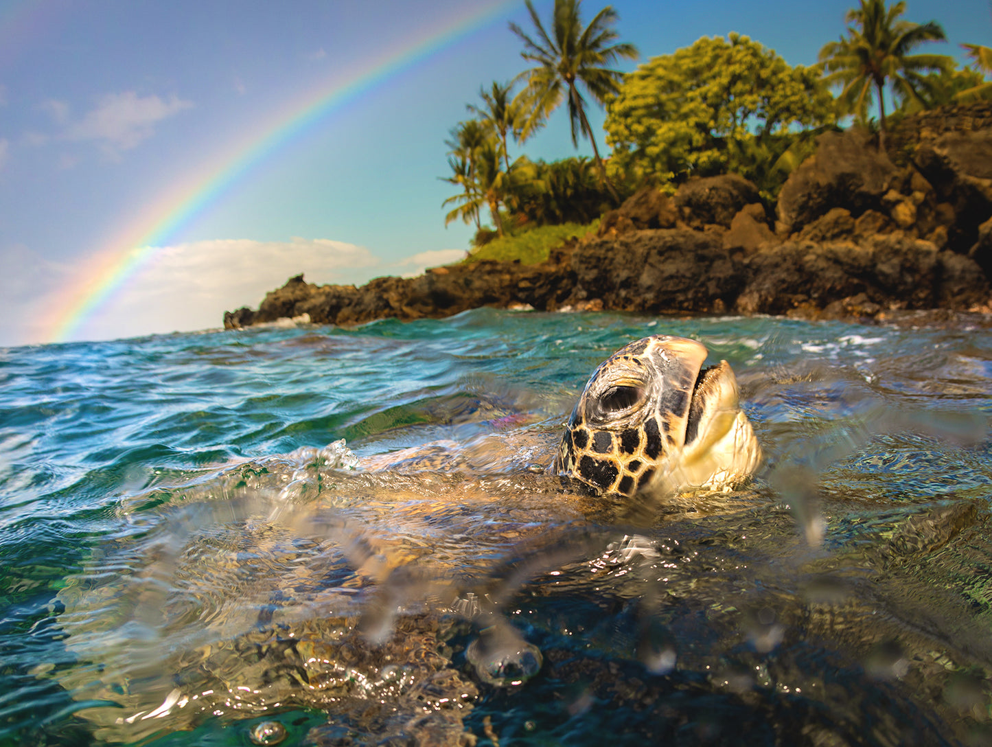 Honu Rainbow