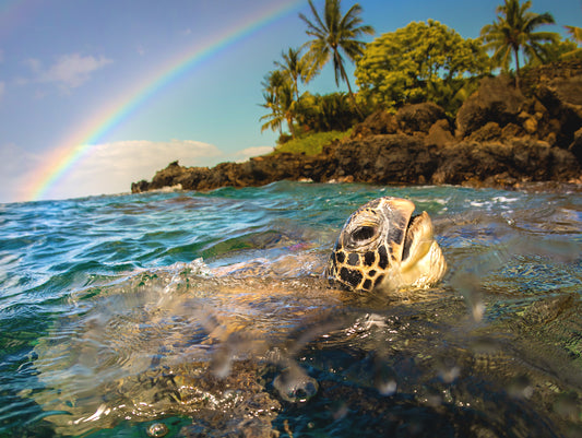 Honu Rainbow