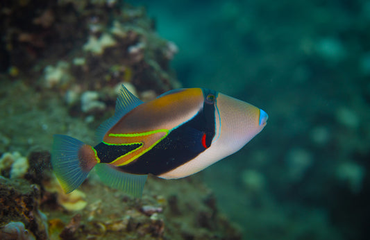 Humuhumu