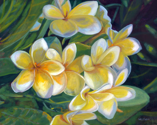 Yellow Plumeria