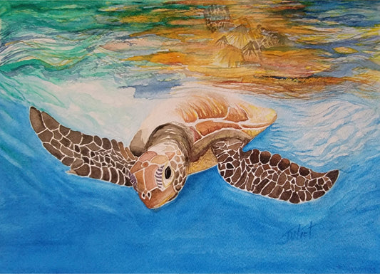 Marty's Honu