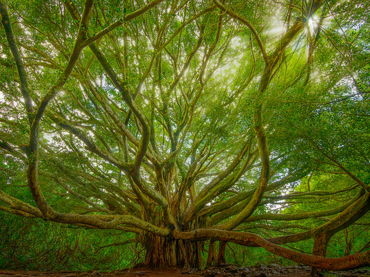 Pipiwai Tree