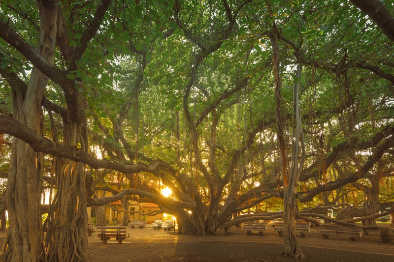 Banyan By The Sea