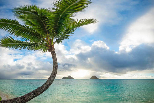 Lazy Palm